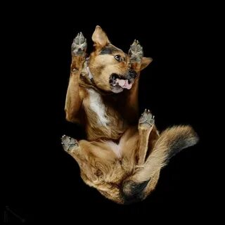 Собака вид сверху