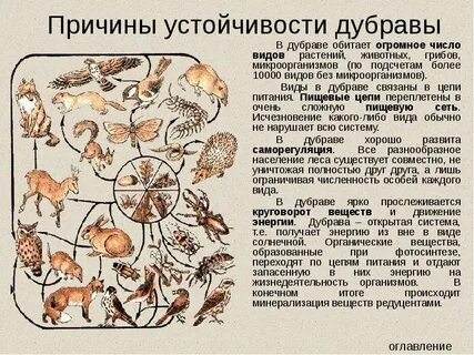 Почему дубраву считают биогеоценозом между всеми