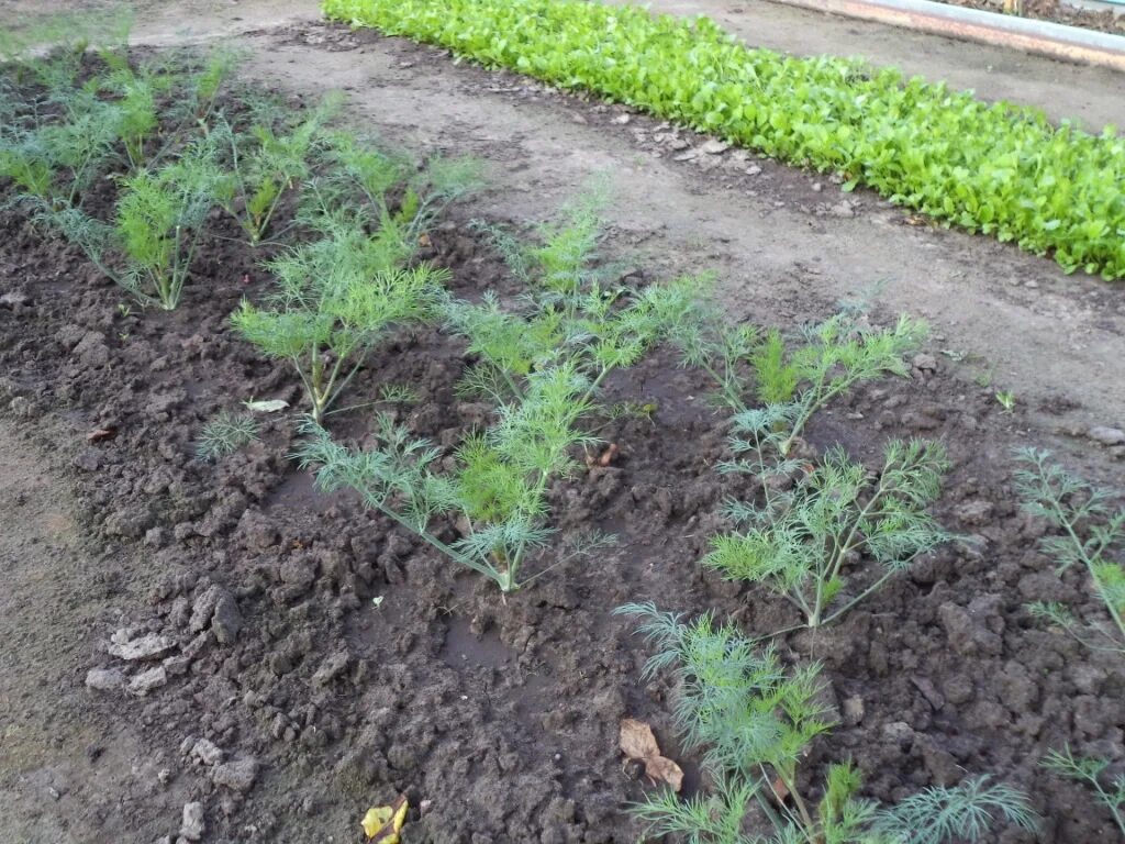 Рассада укропа. Сорта укропа под зиму в открытый грунт. Окучивание укропа в открытом грунте летом. Посев укропа в открытый грунт. Сорта укропа под зиму в открытый грунт.