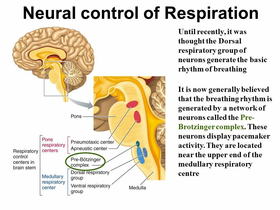 Neural control. Regulation of respiration. respiratory regulation. respiratory center controls of respiration. breathing control center.