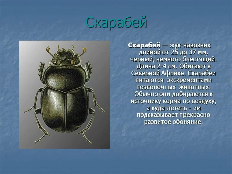 Жук скарабей в какой природной зоне. Жук навозник скарабей. Священный Жук скарабей. Навозник Жук навозник. Плотоядные жуки скарабеи.