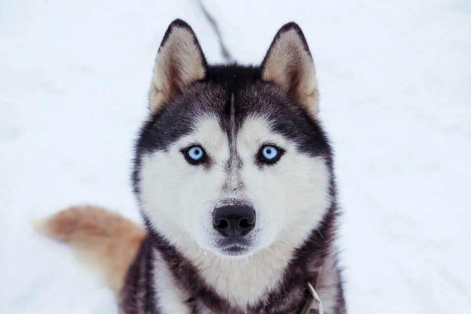 Хаски молодой. Порода собак похожая на хаски. Белый хаски с голубыми глазами.