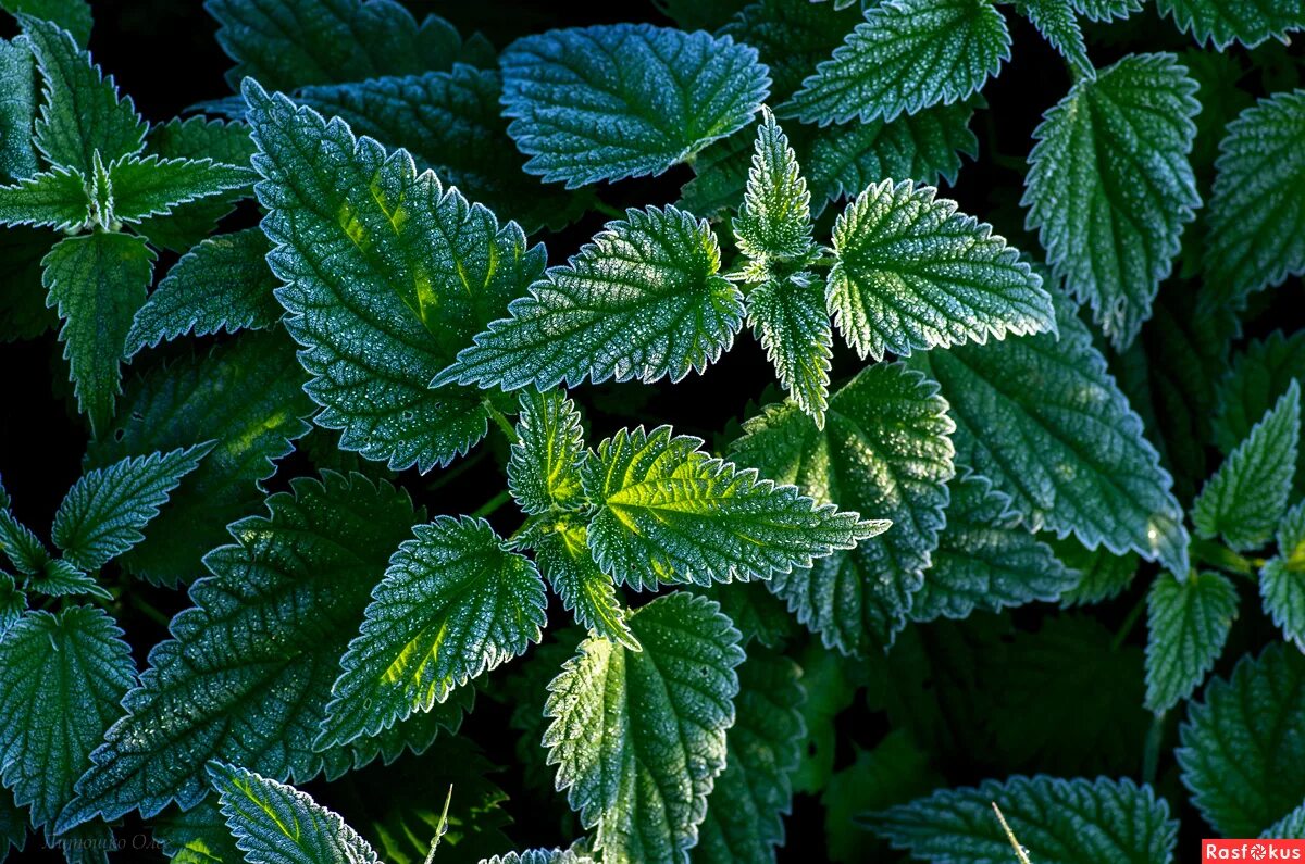 Крапива обыкновенная. Крапива двудомная. Крапива двудомная (Urtica dioica). Крапива двудомная (Urtíca dióica). Крапива плосколистная.