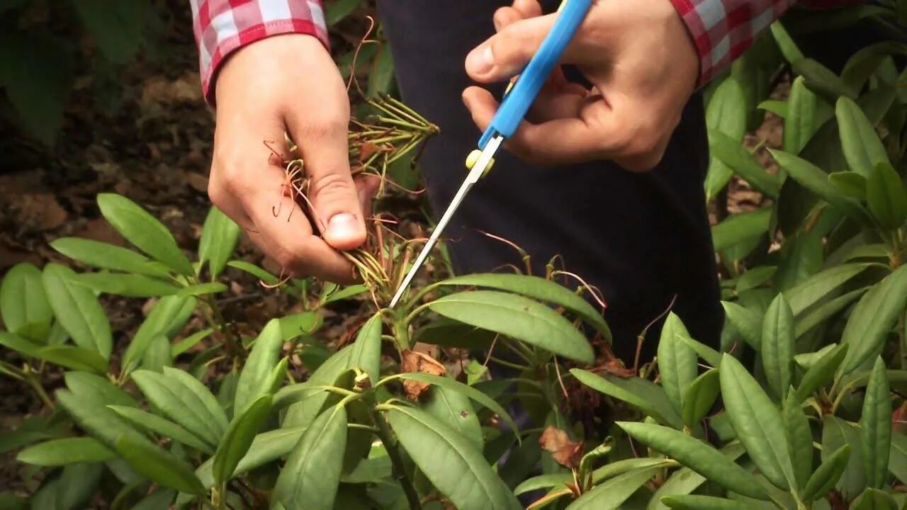 Рододендрон отводками. Размножение рододендрона черенками весной. Черенок рододендрона. Черенок рододендрона. Рододендроны черенками.