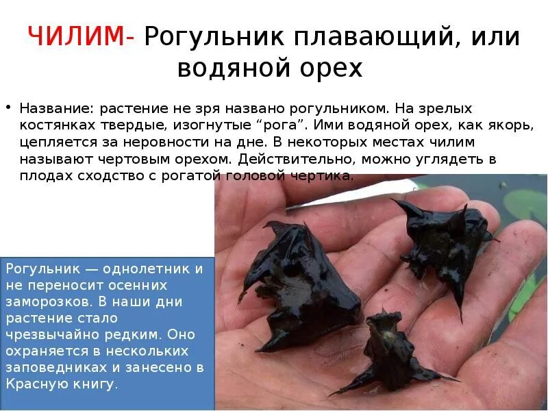 Чилим молодежный сленг. Водяной орех чилим рогульник. чилим водяной орех стебель. водяной орех доклад. водяной орех чилим съедобный или нет.