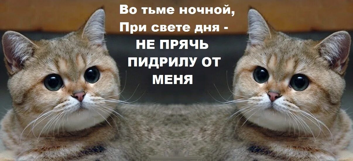 Мем с котом пидрила. Кот пидрила. Мем с котом пидрила. British shorthair cat золотая. Мем с котом пидрила.