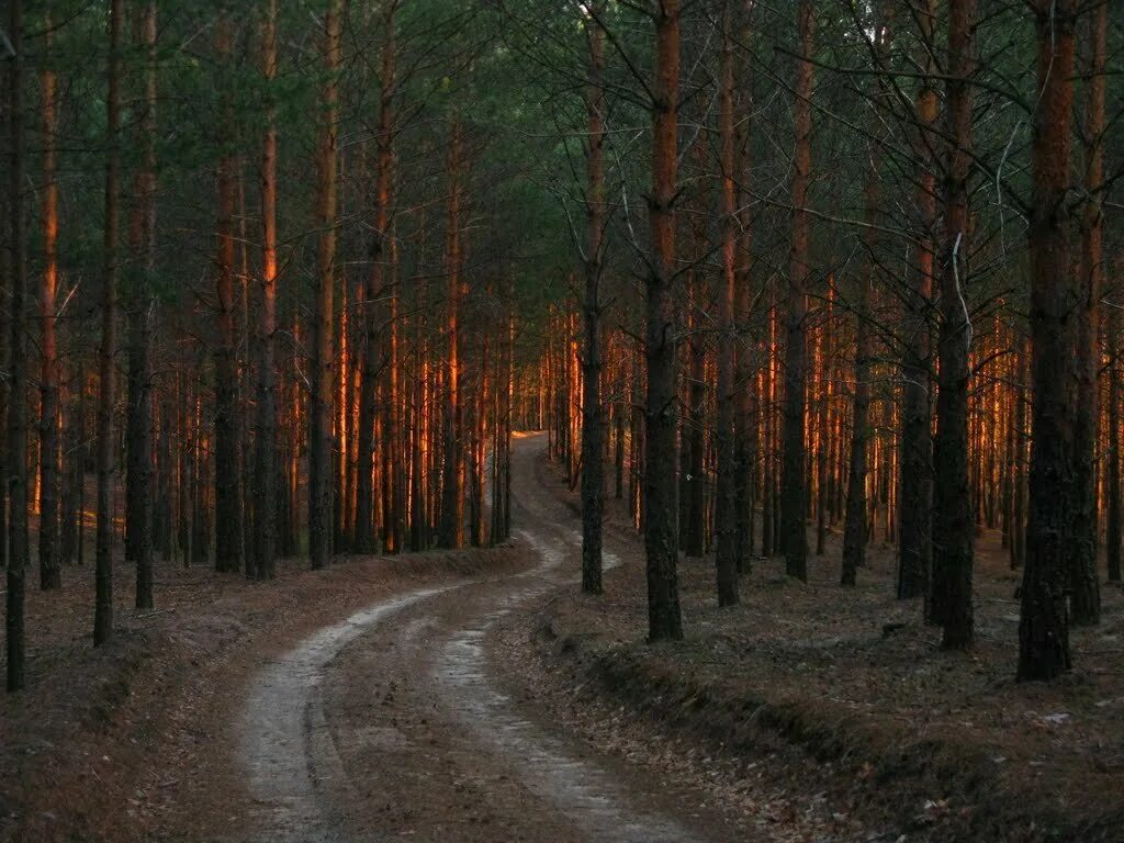 сосновая роща йошкар-ола. сосны вечер. сосновый лес вечером. сосны вечером. сосновый лес ночью.