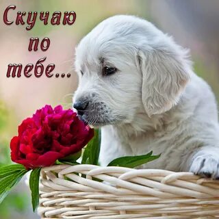 Скучаю комплименты