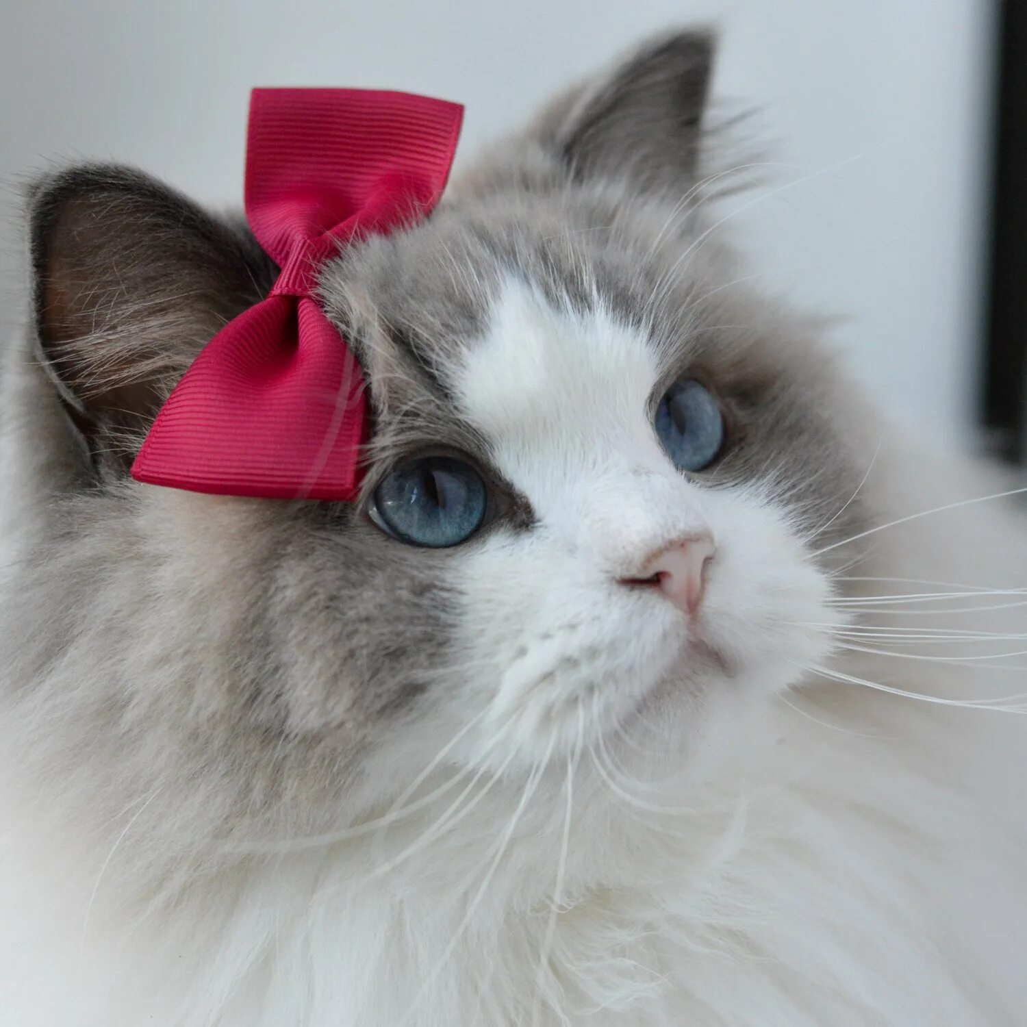 Как сделать красивого котенка