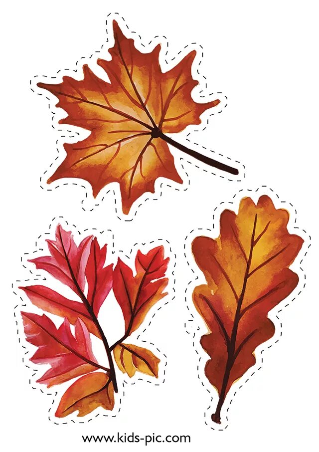 Осенние листья для вырезания. Кленовый и дубовый лист. Осенние листья вырезать. Осенние листья для распечатки. Шаблоны осенних листьев.