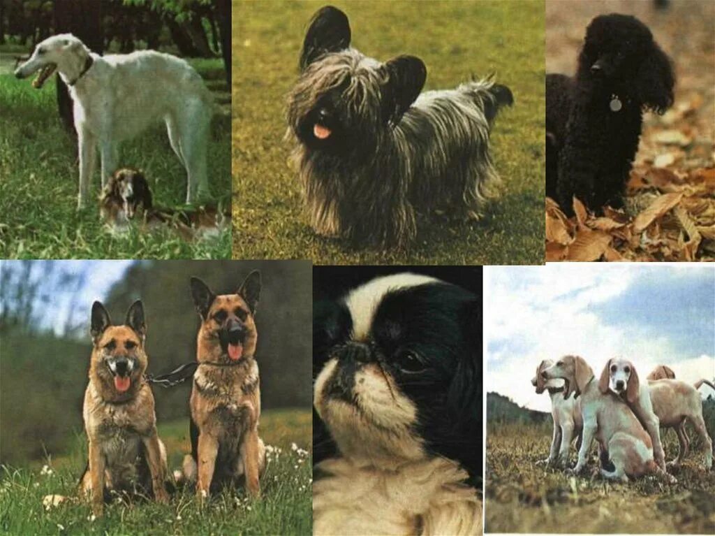 Селекции домашних животных. Селекция собак. Одомашнивание собаки. Гибридизация собак. Гибридизация пород собак.