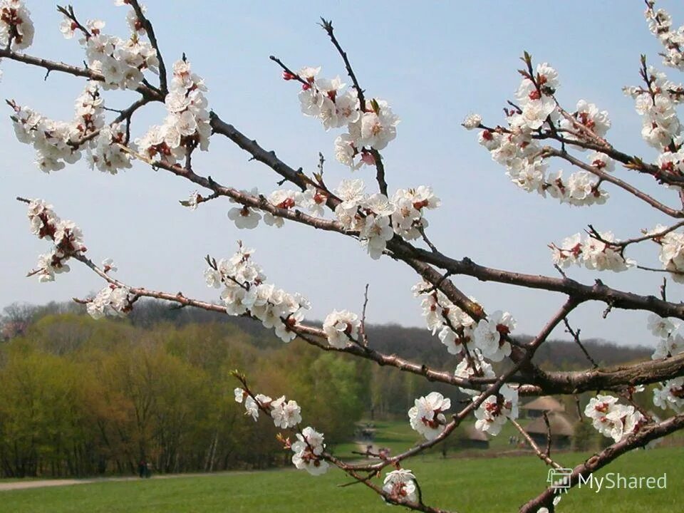 Весенние смены. Весенние явления в неживой природе. Надпись первоцветы. Весенние смены. Верба цветет.