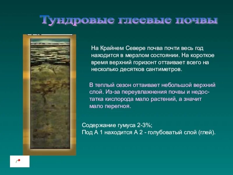 Тундрово-глеевые почвы россии. Тундровая почва характеристика 4 класс. Тундрово-глеевые почвы срез. Гумусовый горизонт тундровая глеевая. Где находится тундровая почва.