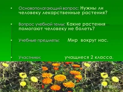 Вопросы про травы