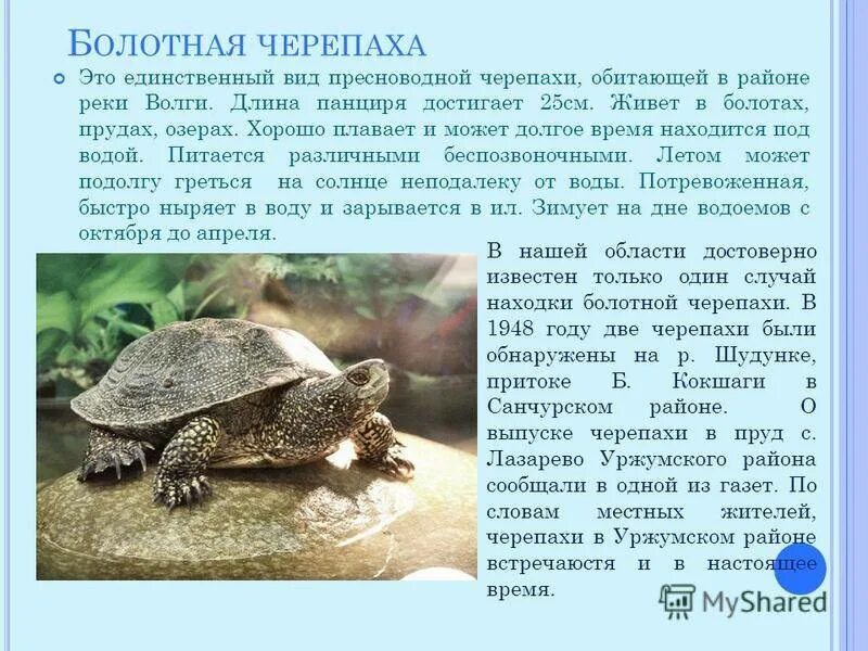 Почему люди содержат дома черепах. Европейская болотная черепаха красная книга. среднеазиатская болотная черепаха. европейская болотная черепаха описание. систематика черепахи болотной.