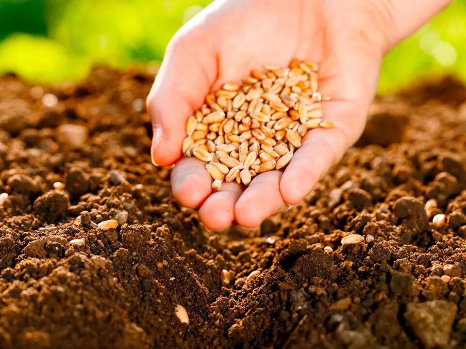 Посеявший зерно самоклеящаяся. Зерно в почве. Сеять зерно. Посевной материал. Зерно сажают в землю.