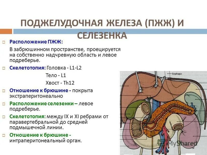 Селезенка орган брюшной полости. Голотопия и скелетотопия поджелудочной железы. Поджелудочная железа анатомия топография. Топография поджелудочной железы скелетотопия.