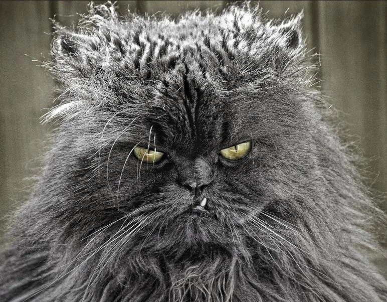 Злобный кот. Очень злой кот. Лохматый сердитый кот.