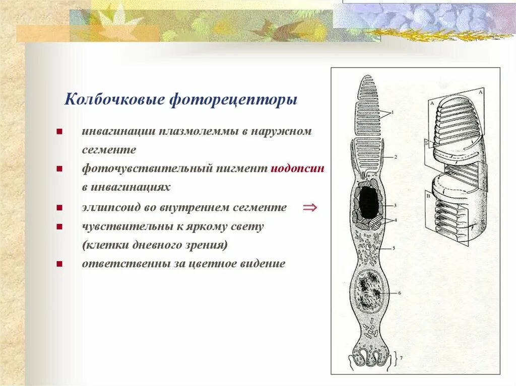 Пигмент йодопсин. Наружные сегменты фоторецепторных клеток содержат. Фоторецептор йодопсин. Колбочковые фоторецепторы. Колбочковый аппарат.