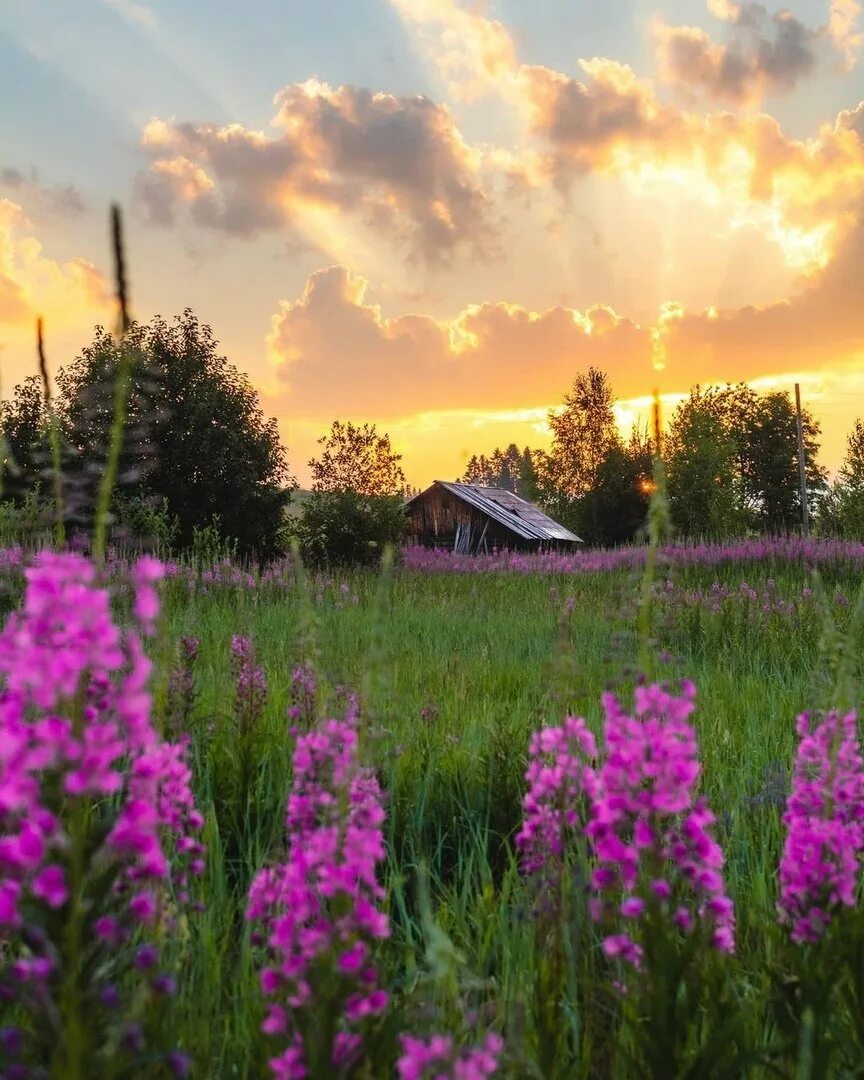 Доброе утро в деревне летом. Природа деревня. утро в деревне. лето в деревне. деревня утро лето.