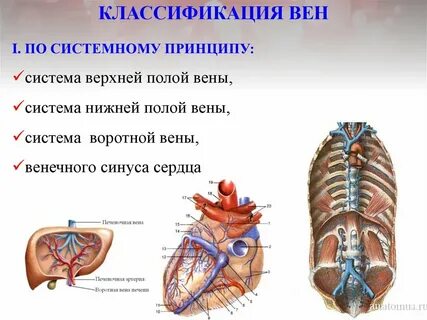 Виды вен