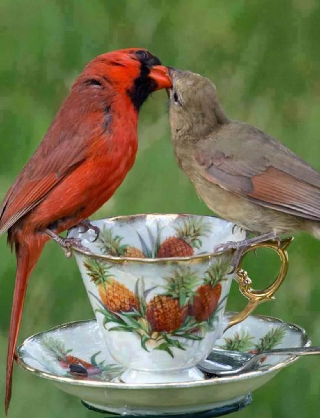 Птица любви. Птички любовь. Птицы милуются. Доброе утро птички.