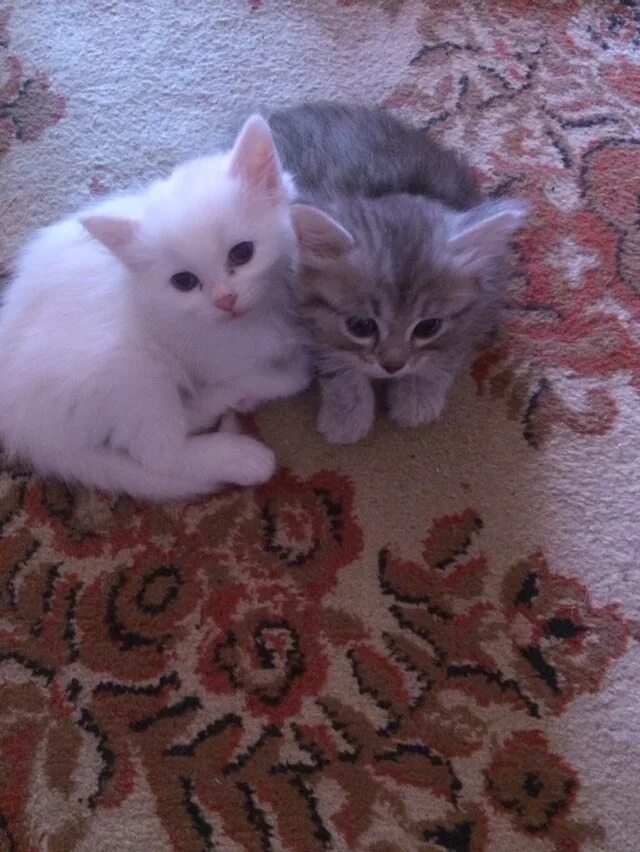 Котята в добрые руки в энгельсе. Котята в твери в добрые руки. котенок из челябинска.