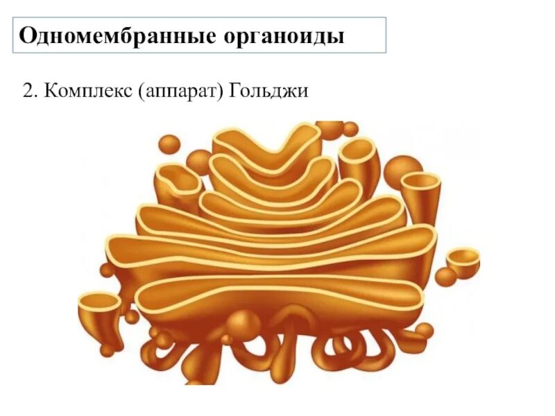 2 одномембранные органоиды клетки. 2 одномембранные органоиды клетки