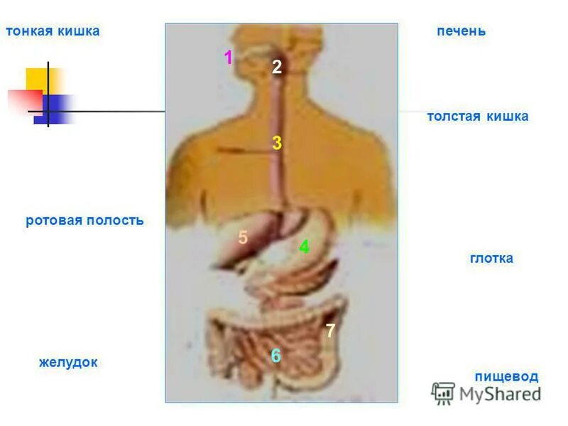 Печень ротовую полость пищевод и желудок