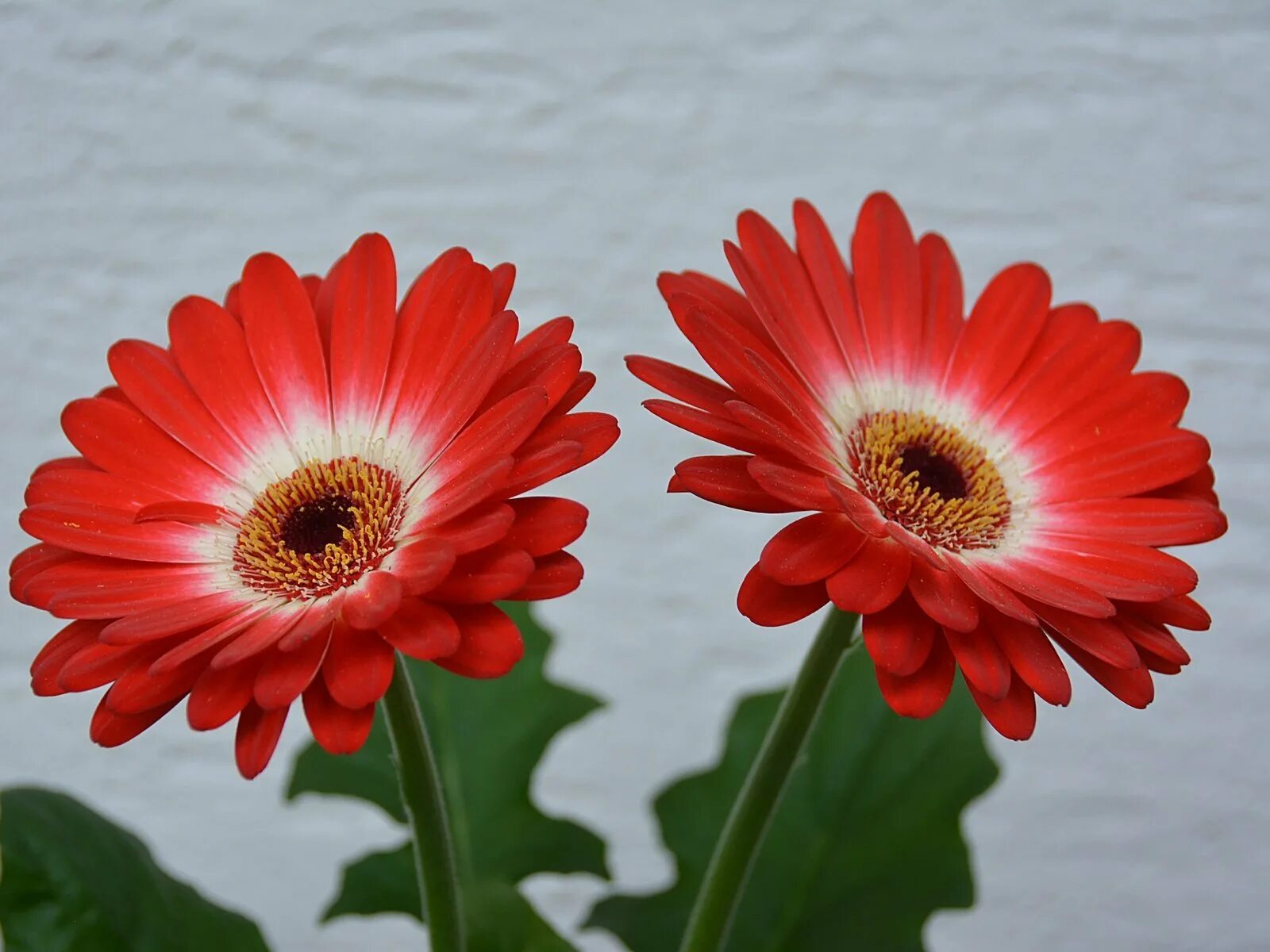 Гербера фулл мун. Красные герберы. Гербера мариатта. Красные цветы гербер. Ромашка эхинацея гербера.