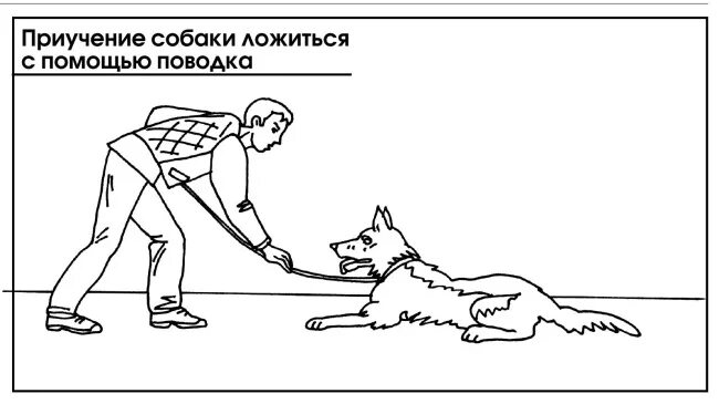 Как правильно воспитывать собаку. Команды для собаки обучение. Как научить собаку команде лежать. Приучение собаки. Команда лежать для щенка.