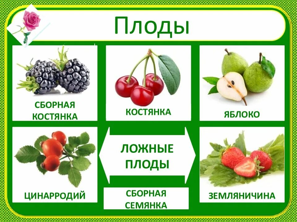 Типы розоцветных