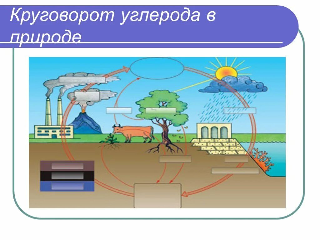 Экосистемы круговорот углерода. Круговорот углерода (по ф. Рамад, 1981). Круговорот углерода. Круговорот углерода в природе. Кркглкорот углерода в природе.