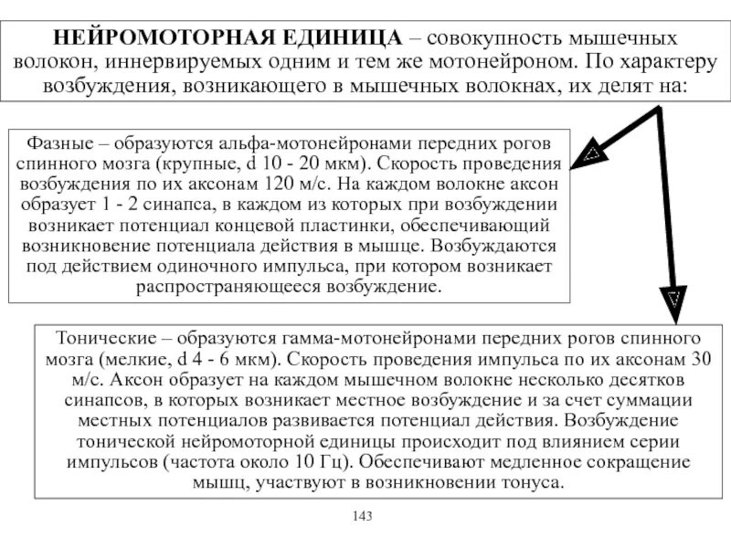 Амплитуда двигательных единиц. Нейромоторная двигательная единица физиология. Нейромоторная единица. Типы нейромоторных единиц. Нейромоторная двигательная единица.