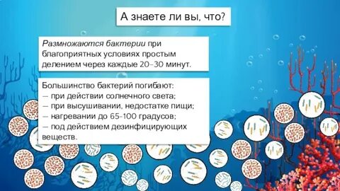 Как размножаются бактерии при благоприятных
