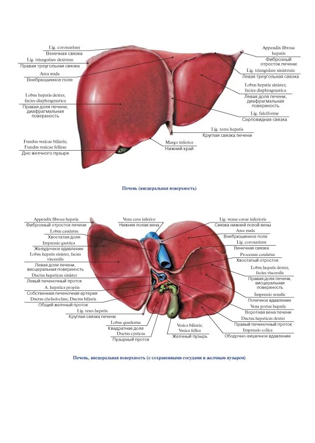 Печень анатомические образования. Сердечное вдавление печени анатомия. Строение печени анатомия атлас. Строение печени анатомия доли. Строение печени анатомия латынь.