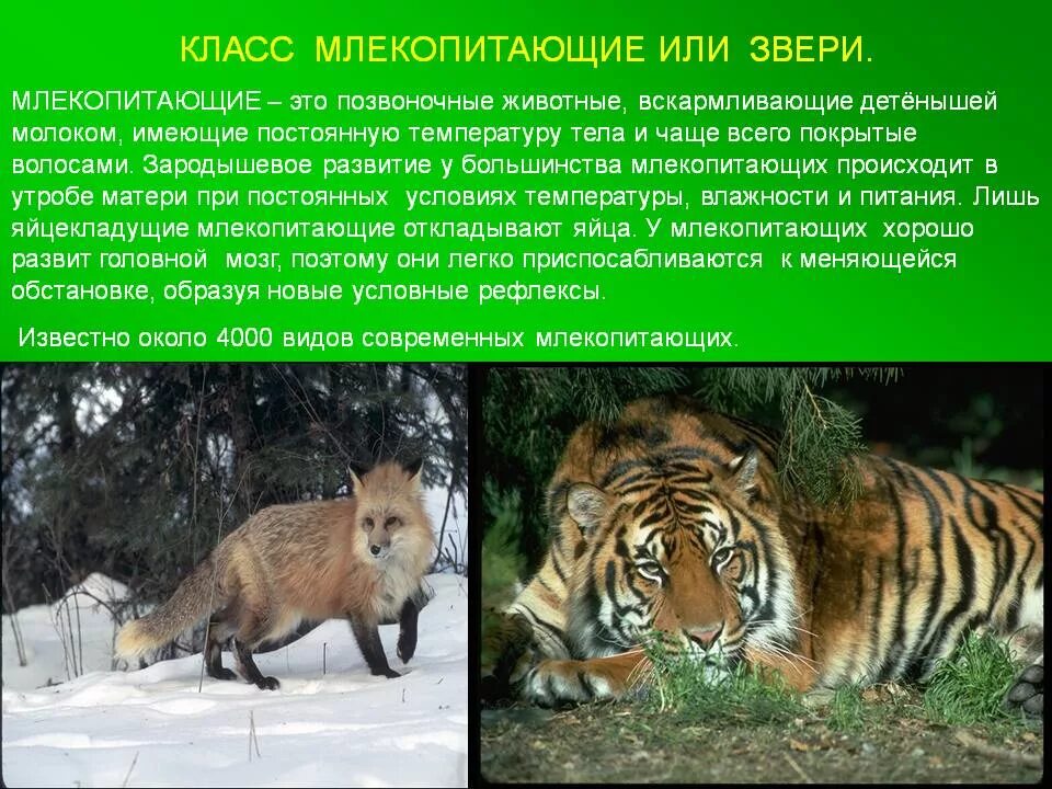 Сообщение по биологии на тему млекопитающие. Млекопитающие животные. млекопитающие презентация. звери или млекопитающие. многообразие позвоночных животных.