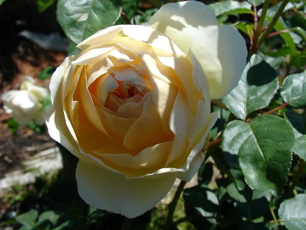 роза джуд зе обскур. роза джуд обскур. роза дэвида остина jude the obscure. Jude the obscure (ausjo) роза. сорт розы джуд зе обскур.