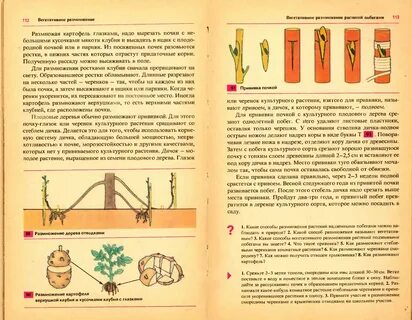 Черенок культурного растения взятого для прививки