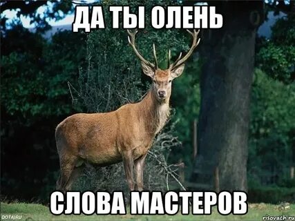 Ак 47 ты олень