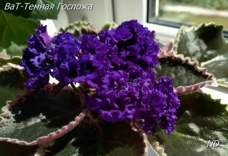 Фиалка черное золото