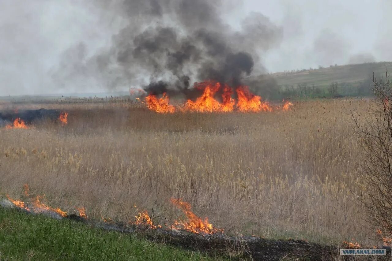 Горит самое. Пожары. поле горит. пожар на поле пшеницы. сильный пожар.