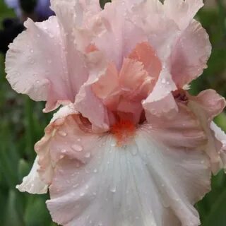 Iris 1 uzbek