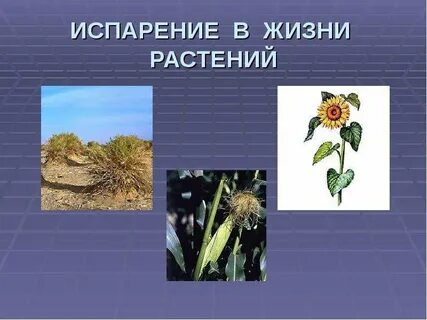 Испарение в жизни растений кратко