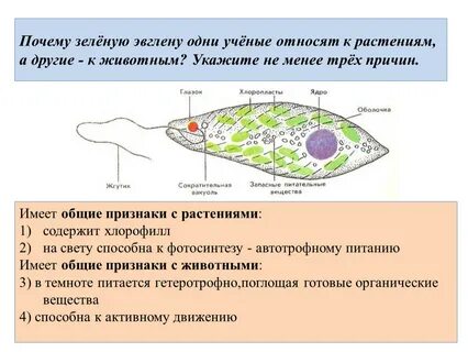 Какой хлорофилл у эвглены