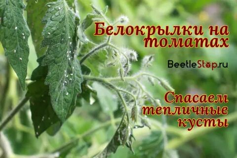 Белокрылки на помидорах в теплицах что делать