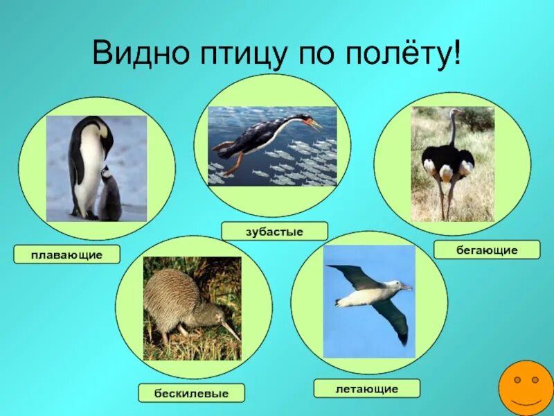 Видна по полету. Летающие бегающие и плавающие птицы. Бегающие птицы представители. Плавающие птицы представители. Бескилевые птицы представители.