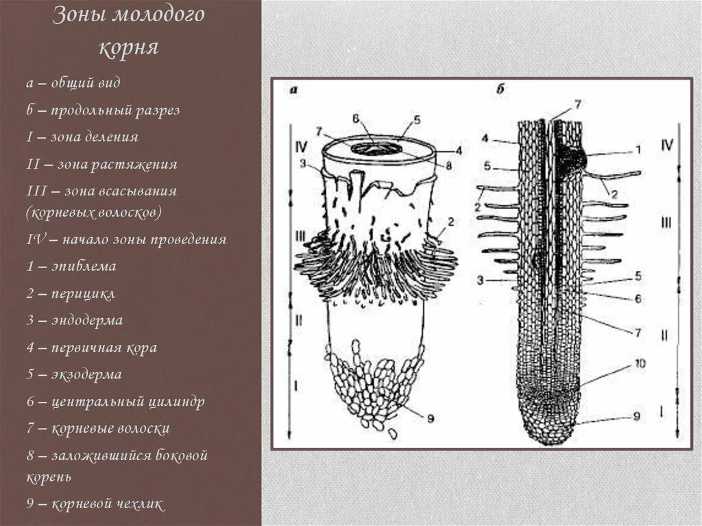 Строение молодого корня. Зоны корня схема. Строение корня зоны. Строение корня ВПР. Продольное сечение корня зона деления.