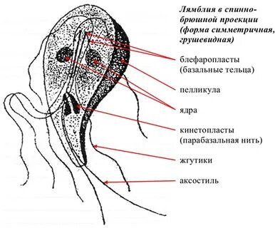 Лямблия ядро
