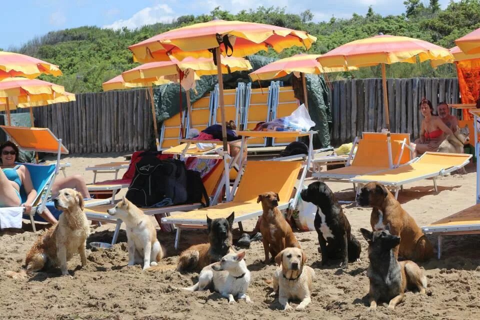 Собака бежит по пляжу. Пес на море. Собака отдыхает. Сочи море. Собака на море.